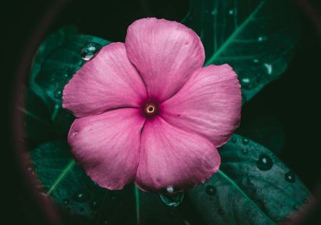  عـکس گل های بسیار زیبا با کیفیت بالا