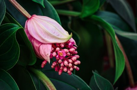  عـکس گل های بسیار زیبا با کیفیت بالا