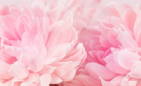  عـکس گل های بسیار زیبا با کیفیت بالا