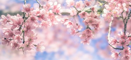  عـکس گل های بسیار زیبا با کیفیت بالا