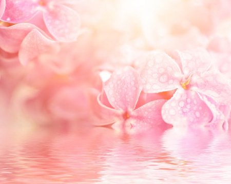  عـکس گل های بسیار زیبا با کیفیت بالا