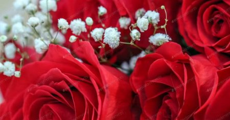  عـکس گل های بسیار زیبا با کیفیت بالا