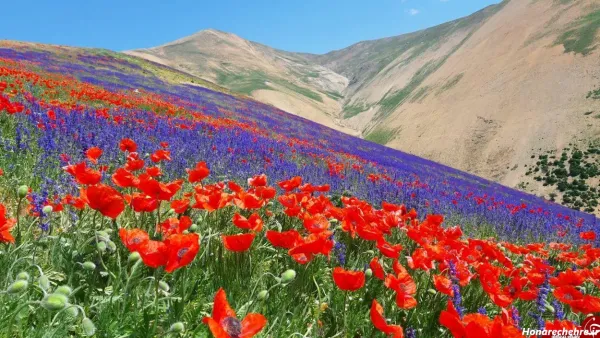 عکس زیباترین گل جهان واقعی