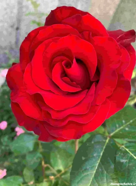 عکس زیباترین گل جهان واقعی