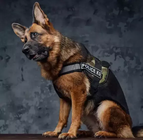  عکس سگ ژرمن شپرد اصل