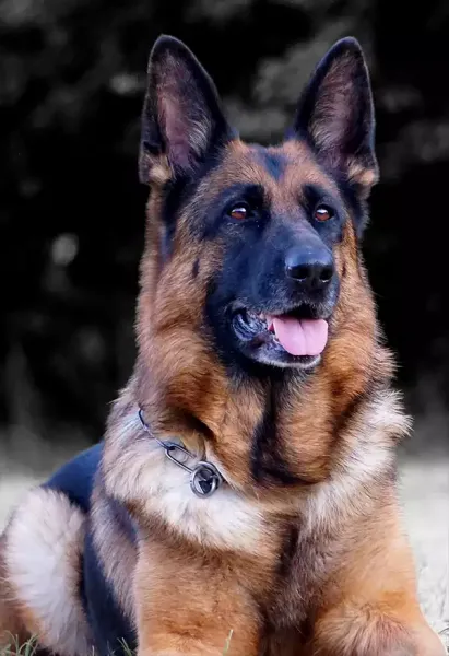  عکس سگ ژرمن شپرد اصل