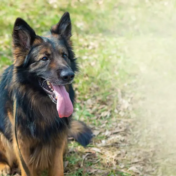 عکس سگ ژرمن شپرد پلیس