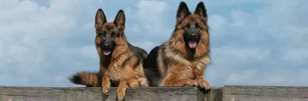  عکس سگ ژرمن شپرد پلیس