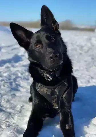  عکس سگ ژرمن شپرد پلیس