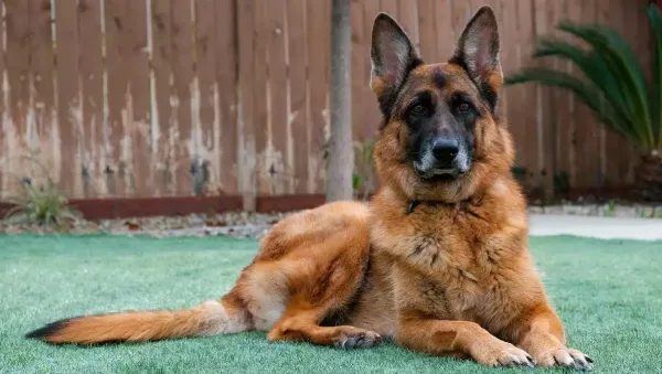  عکس سگ ژرمن خوشگل