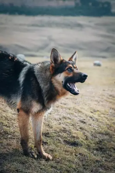  عکس سگ ژرمن وحشی