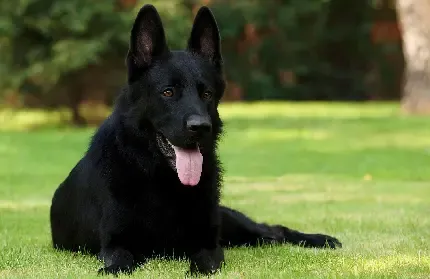 عکس سگ ژرمن سیاه