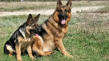  عکس سگ ژرمن سیاه