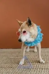  عکس سگ ژرمن سیاه