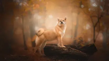  عکس سگ ژرمن سیاه