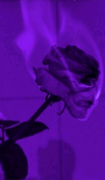  تصویر زمینه بنفش برای لپ تاپ