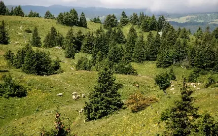  عکس کریسمس بدون واترمارک