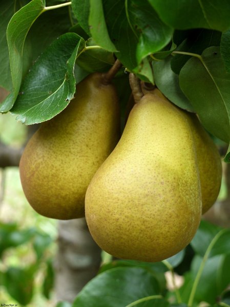  عکس های گلابی جنگلی