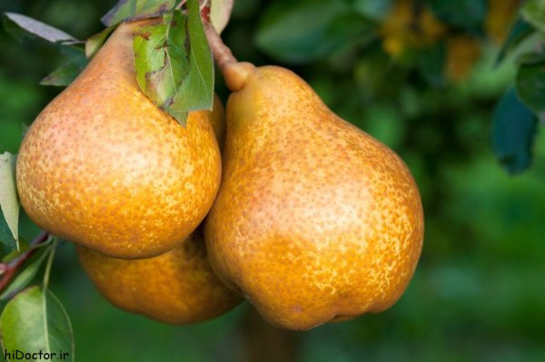  عکس گلابی روی درخت