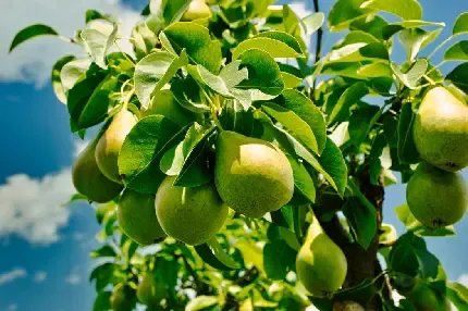  عکس گلابی برای پروفایل واتساپ و تلگرام