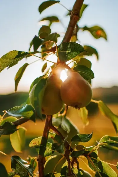  عکس گلابی برای پروفایل واتساپ و تلگرام