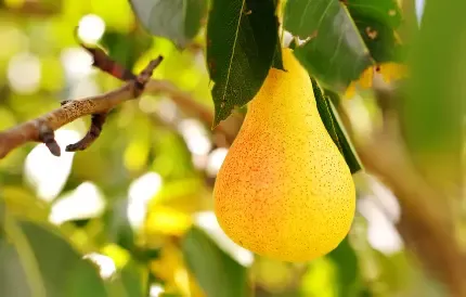  عکس گلابی برای پروفایل واتساپ و تلگرام