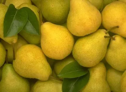 عکس گلابی برای استوری اینستاگرام