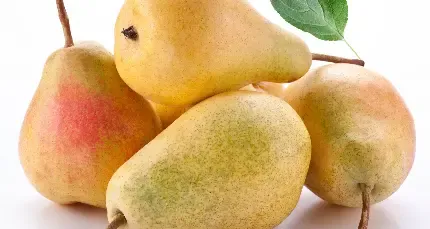 عکس گلابی وحشی