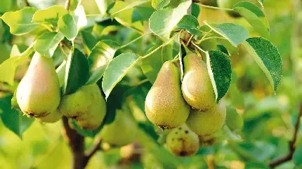 عکس گلابی وحشی