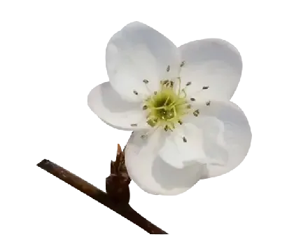 عکس گلابی وحشی