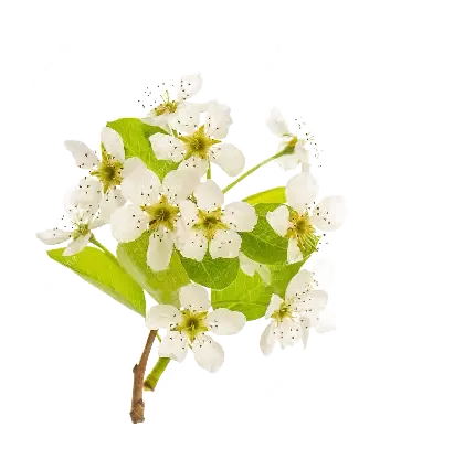 عکس گلابی وحشی