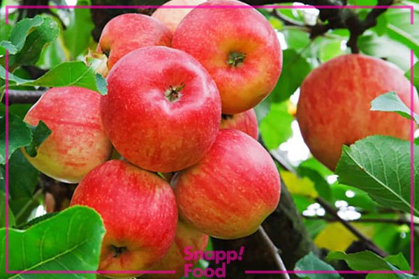  عکس میوه های خوشمزه