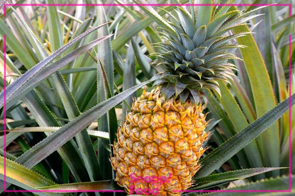  عکس میوه های خوشمزه