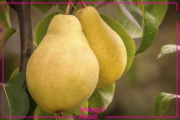  عکس میوه های خوشمزه