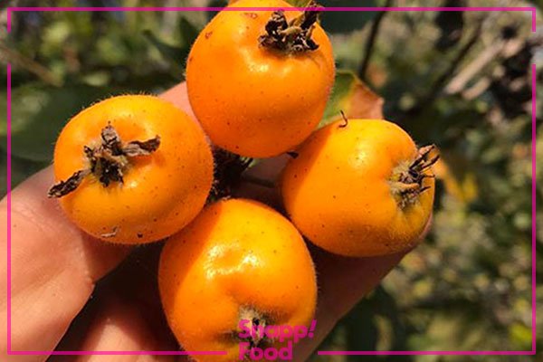  عکس میوه های خوشمزه