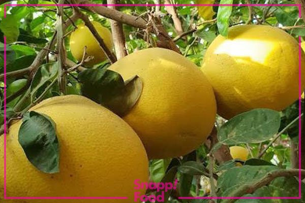  عکس میوه های زمستانی