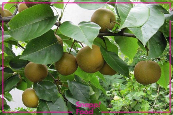  عکس میوه های زمستانی