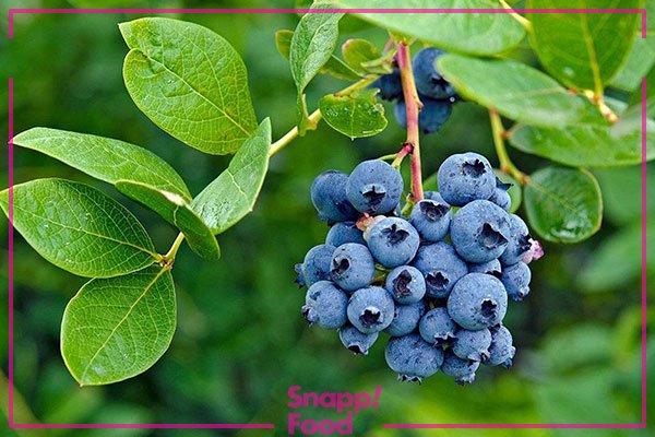  عکس میوه های زمستانی