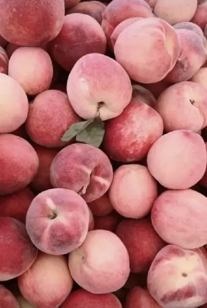  عکس پروفایل میوه برای گوشی