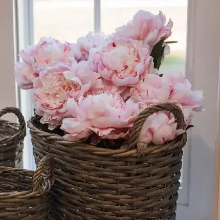  عکس میوه برای تصویر زمینه