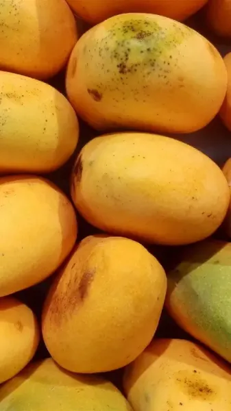  عکس میوه برای تصویر زمینه