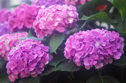  عکس میوه برای تصویر زمینه