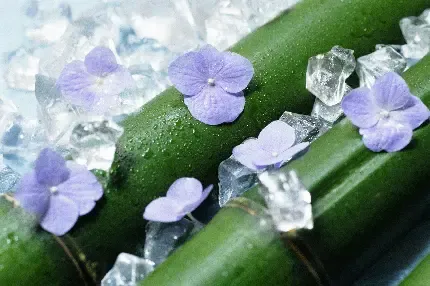  عکس میوه برای تصویر زمینه