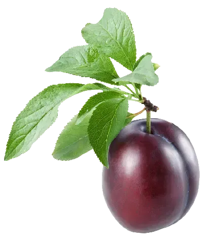  عکس میوه با کیفیت