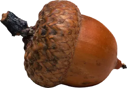  عکس میوه با کیفیت