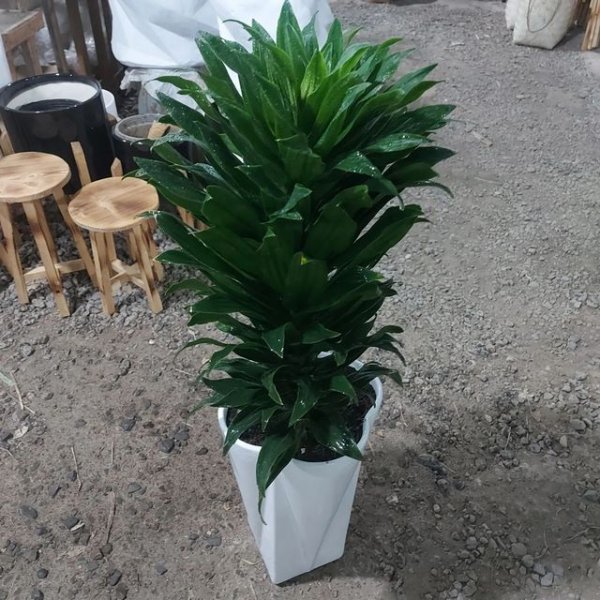 عکس مینیمال گلدان