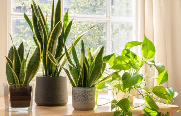  عکس مینیمال گلدان