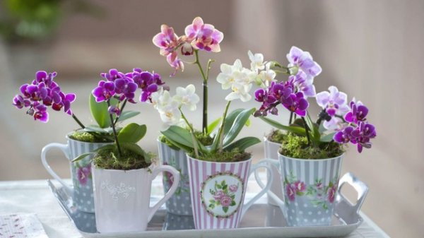  عکس مینیمال گلدان