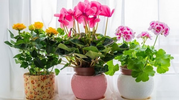  عکس مینیمال گلدان