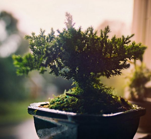  عکس مینیمال گلدان